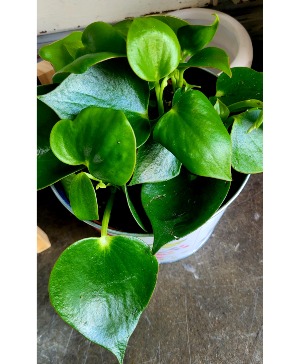Raindrop Peperomia In Ceramic Pot 