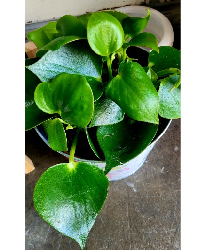 Raindrop Peperomia In Ceramic Pot 