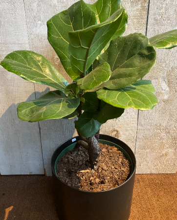 Rare Fiddle Leaf Ficus Bonsai plant 10 inch diameter in Toronto, ON - THE  NEW LEAF FLORIST