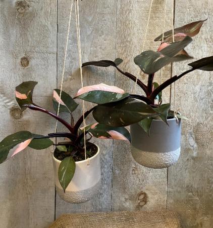 RARE Pink Princess Philodendron 5" plant in Toronto, ON - THE NEW LEAF  FLORIST