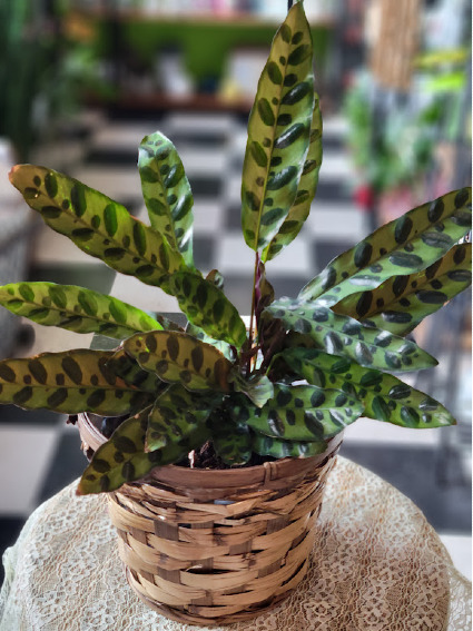 Rattlesnake Calathea Green Plant