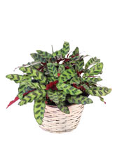 Rattlesnake Calathea House Plant