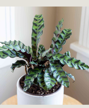 Rattlesnake Plant 6" plant