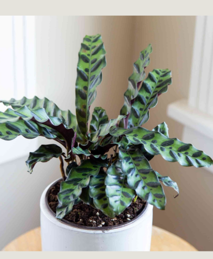 Rattlesnake Plant 6" plant