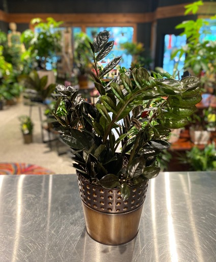 Raven ZZ Bronze Tin Designer Plant