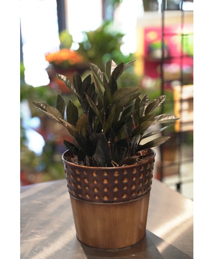 Raven ZZ Studded Pot