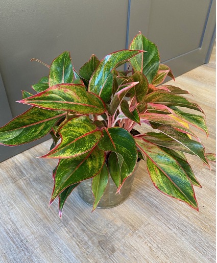 Red Aglaonema Plant 
