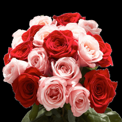red and pink roses  