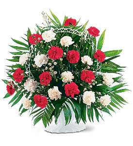 RED AND WHITE CARNATIONS    (S) ARRANGED
