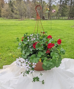 Red and White Geranium Hanging Basket