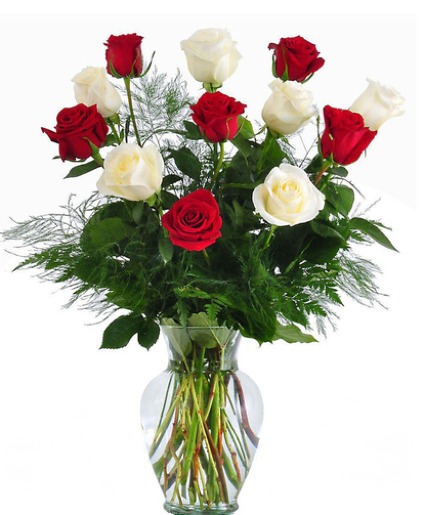 Red and White Roses 
