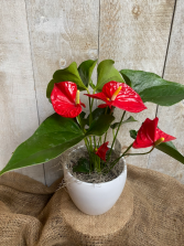 4" or 6" Flowering Anthurium plant in pot 