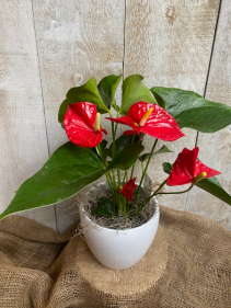 4" or 6" Flowering Anthurium plant in pot 