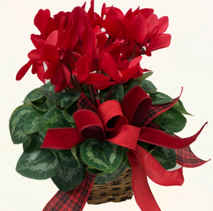 Cyclamen Plant Blooming Plant