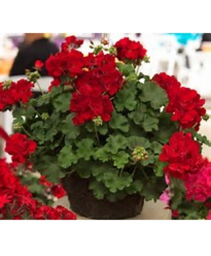 Red Geranium Hanging Basket 