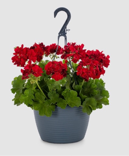 Red Geranium Hanging Basket  