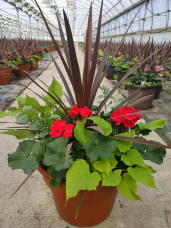 Red Geranium Porch Pot 