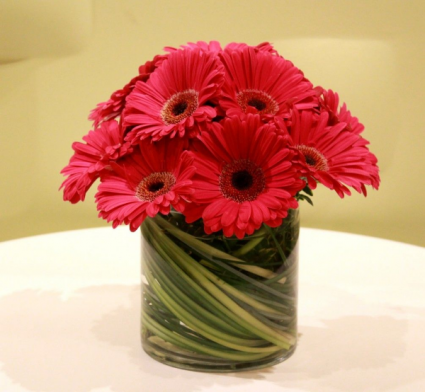 Red grebera Collection 