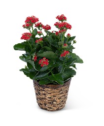 Red Kalanchoe Plant Flower Arrangement