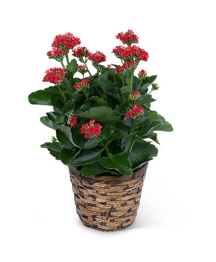 Red Kalanchoe Plant Flower Arrangement