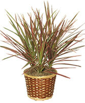 RED MARGINED DRACAENA Dracaena marginata