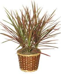 RED MARGINED DRACAENA Dracaena marginata