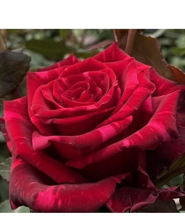 Red Panther Roses  Vase  in Warner Robins, GA | The Flower Truck