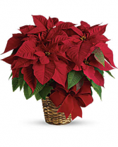 Red  Poinsetta Basket 