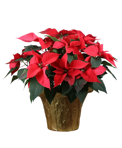 Red Poinsettia 10" Preorder Pricing in effect until Nov 18th