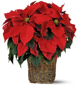  Red Poinsettia  in Clinton, AR | Main Street Florist & Gifts