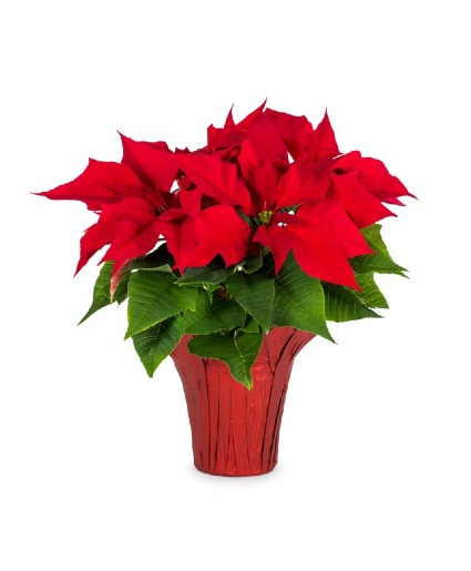Red Poinsettia 6" & 8" Preorder Pricing in effect until Nov 18th