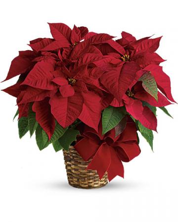  Red Poinsettia 