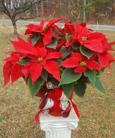 Vibrant Red Poinsettia 
