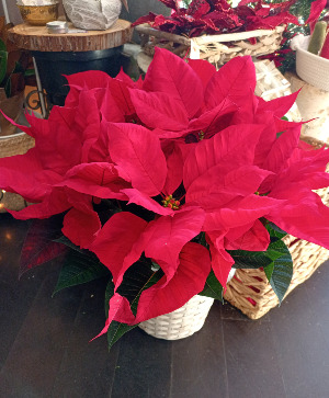 Red Poinsettia 