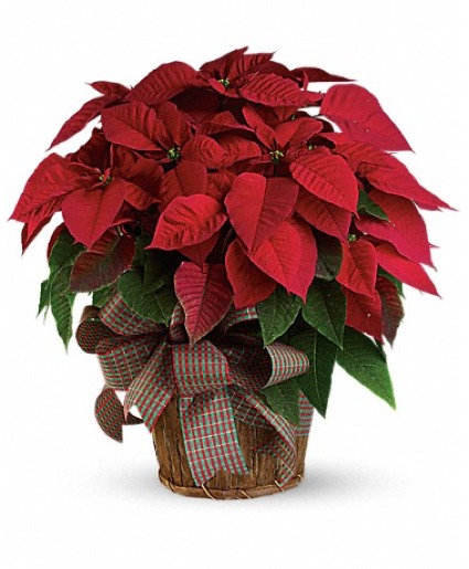 Red Poinsettia 8" Preorder Pricing in effect until Nov 18th