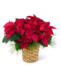 Red Poinsettia Basket Flower Arrangement