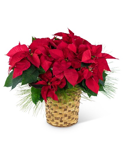 Red Poinsettia Basket Plants