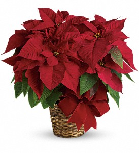 Red Poinsettia Plant