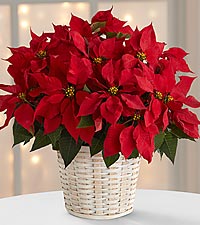 Red Poinsettia Plant
