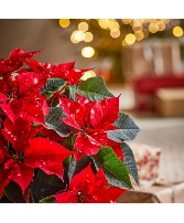 Red Poinsettia  Plant 