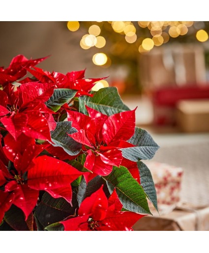 Red Poinsettia  Plant 