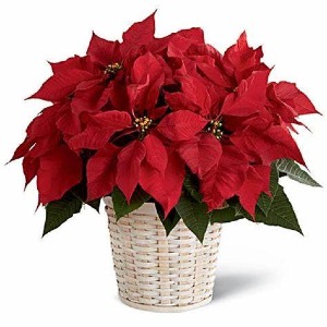 Red Poinsettia White or Brown Basket