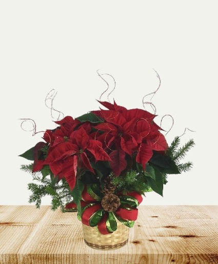 Poinsettias Add Ons 6,& 8" Poinsettias DRESSED UP