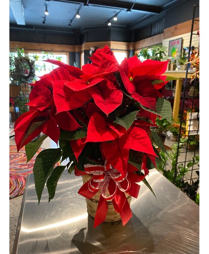 Red Pointsettia Basket Locally Grown