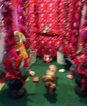 red queen theme prop rental this rental is perfect for any selfie station/dance pickup only