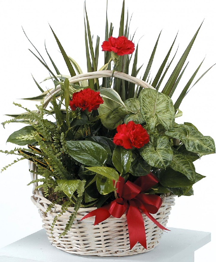 Red Splendor Garden Funeral