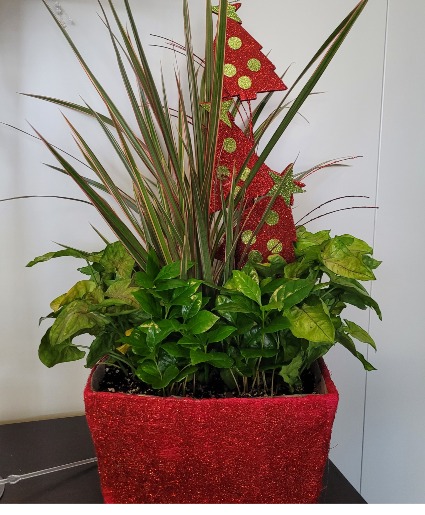 Red Tree Delight Green Plants