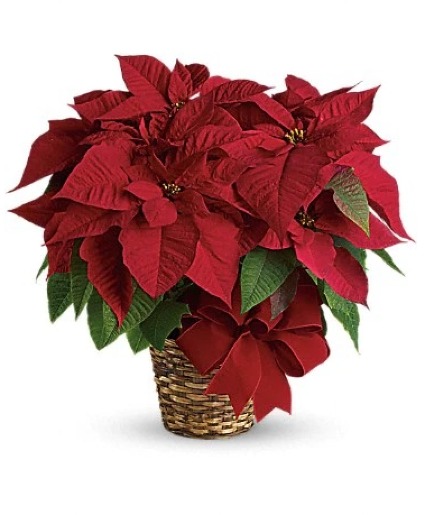 Regal Red Poinsettia 
