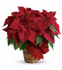 Regular Poinsettia 