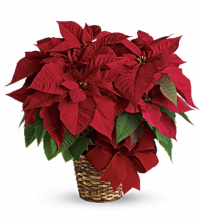 Regular Poinsettia 